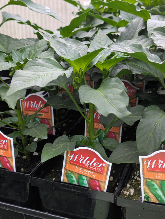 Wilders 3.5' Salsa Garden pepper