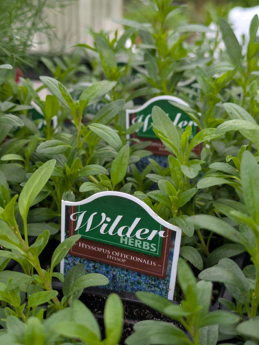 Wilders Hyssop 3.5'