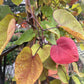CERCIS CANADENSIS FLAME THROWER 7g