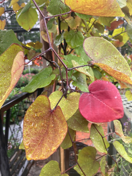 CERCIS CANADENSIS FLAME THROWER 7g