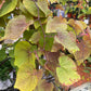 CERCIS CANADENSIS FLAME THROWER 7g