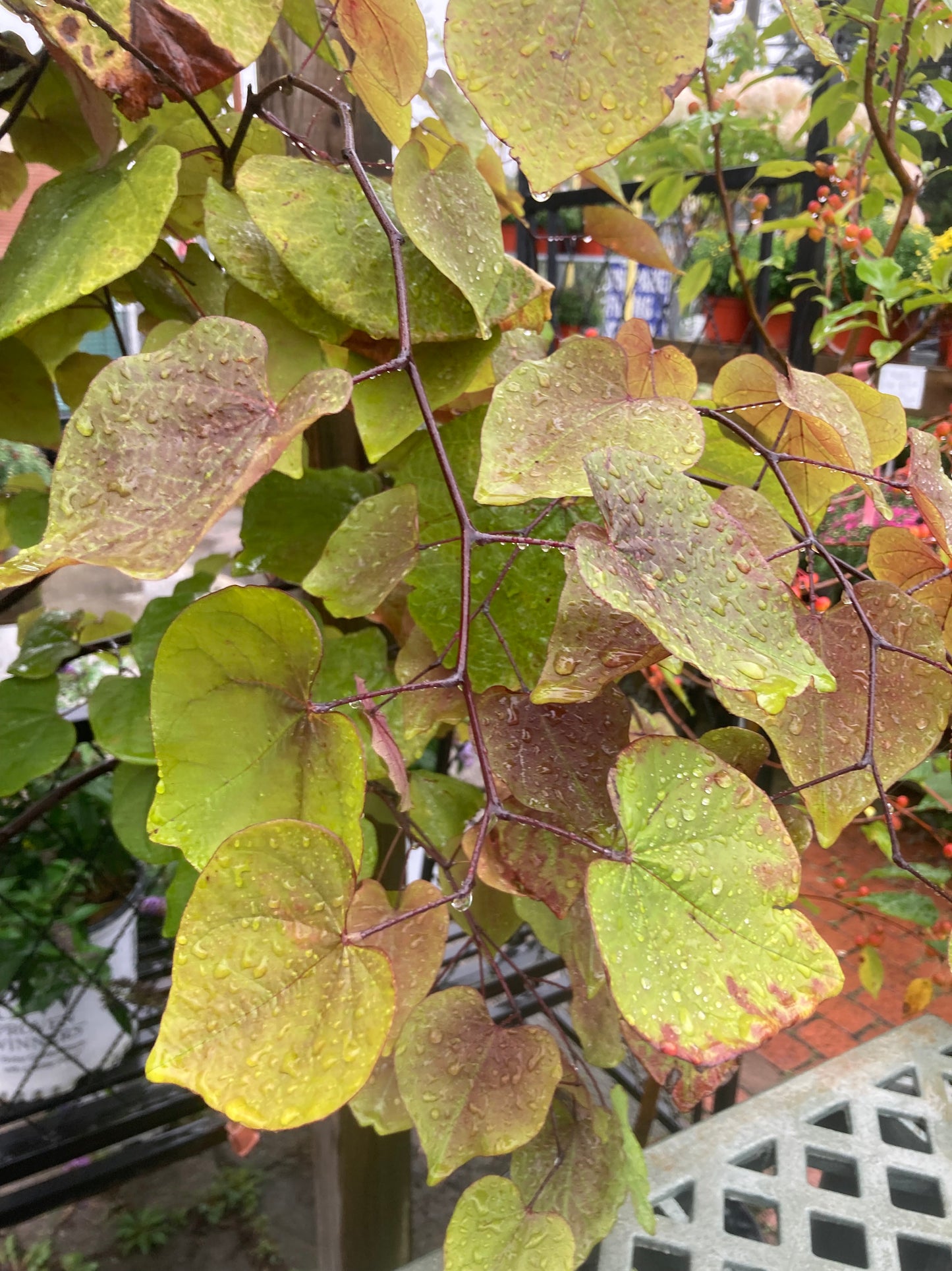 CERCIS CANADENSIS FLAME THROWER 7g