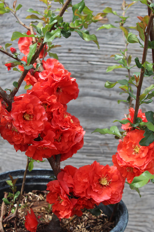 CHAENOMELES `DOUBLE TAKE ORANGE 2g