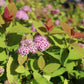 SPIRAEA `DBL PLAY BIG BANG`