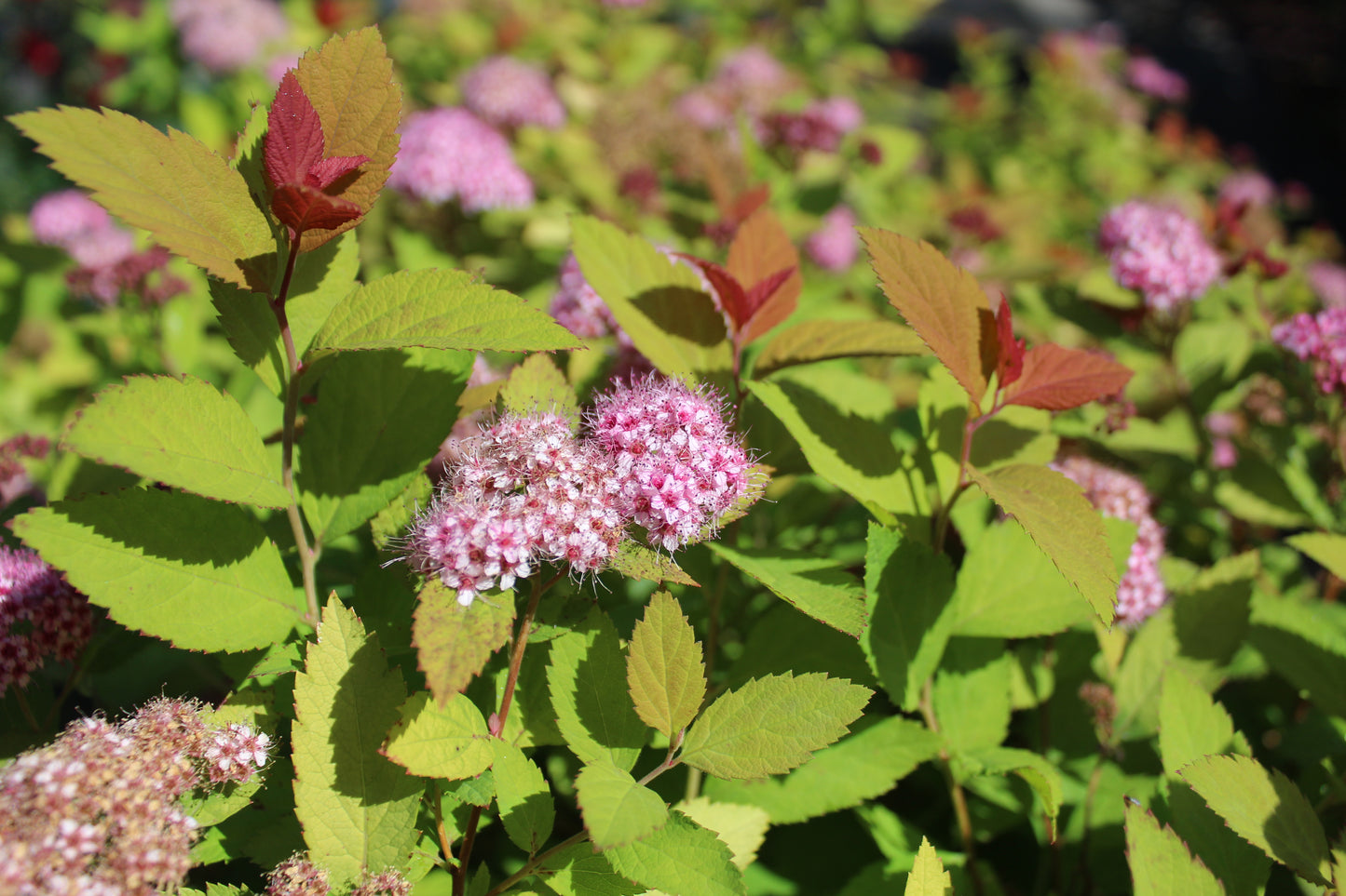 SPIRAEA `DBL PLAY BIG BANG`