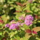 SPIRAEA `DBL PLAY BIG BANG`