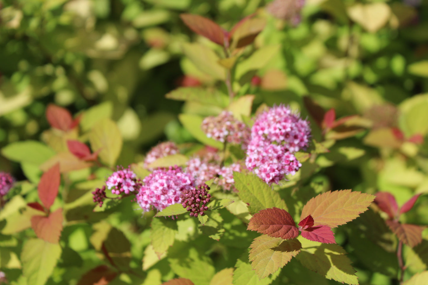 SPIRAEA `DBL PLAY BIG BANG`