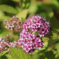 SPIRAEA `DBL PLAY BIG BANG`