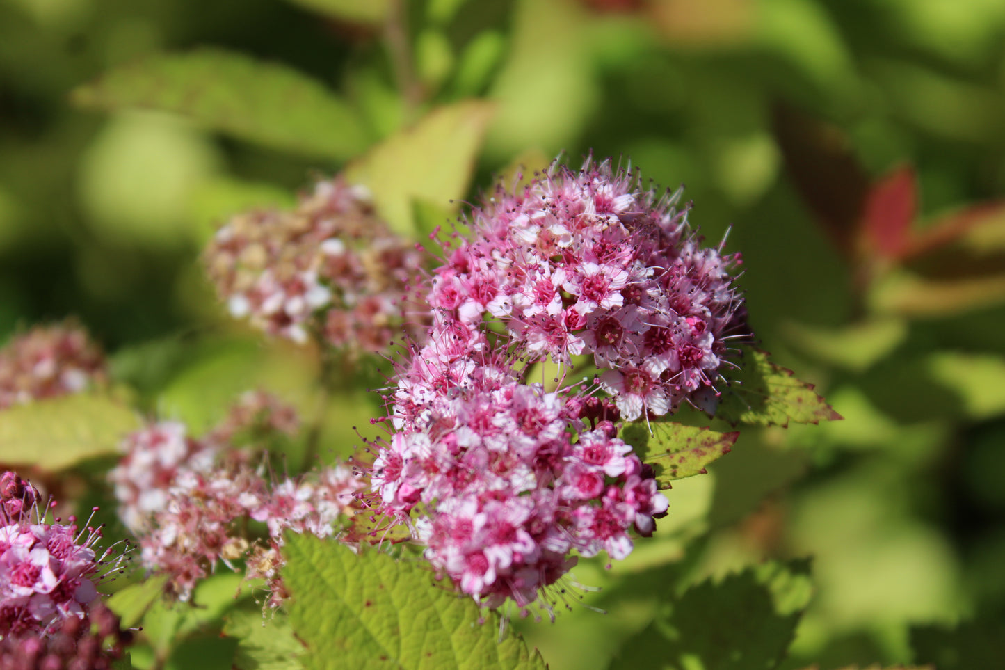 SPIRAEA `DBL PLAY BIG BANG`