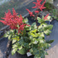 Astilbe Montgomery 1g