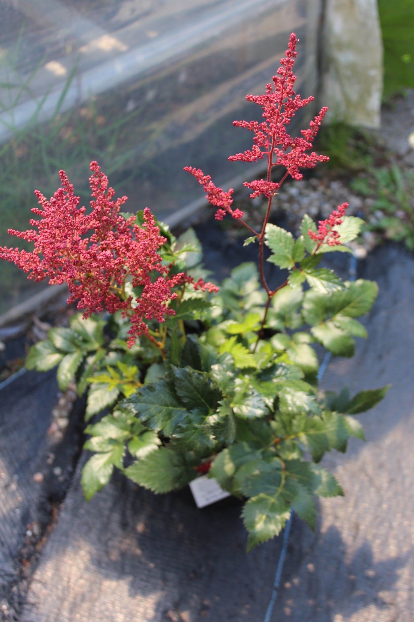 Astilbe Montgomery 1g