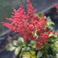 Astilbe Montgomery 1g