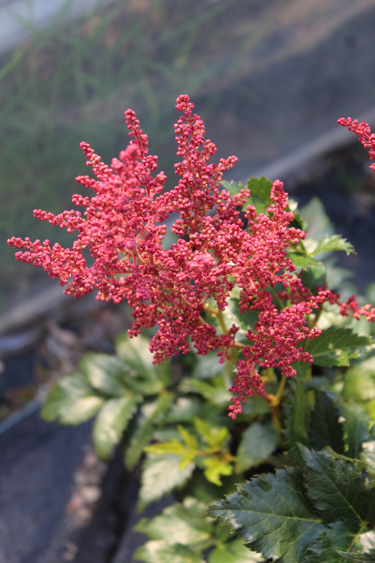 Astilbe Montgomery 1g