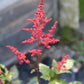 Astilbe Montgomery 1g