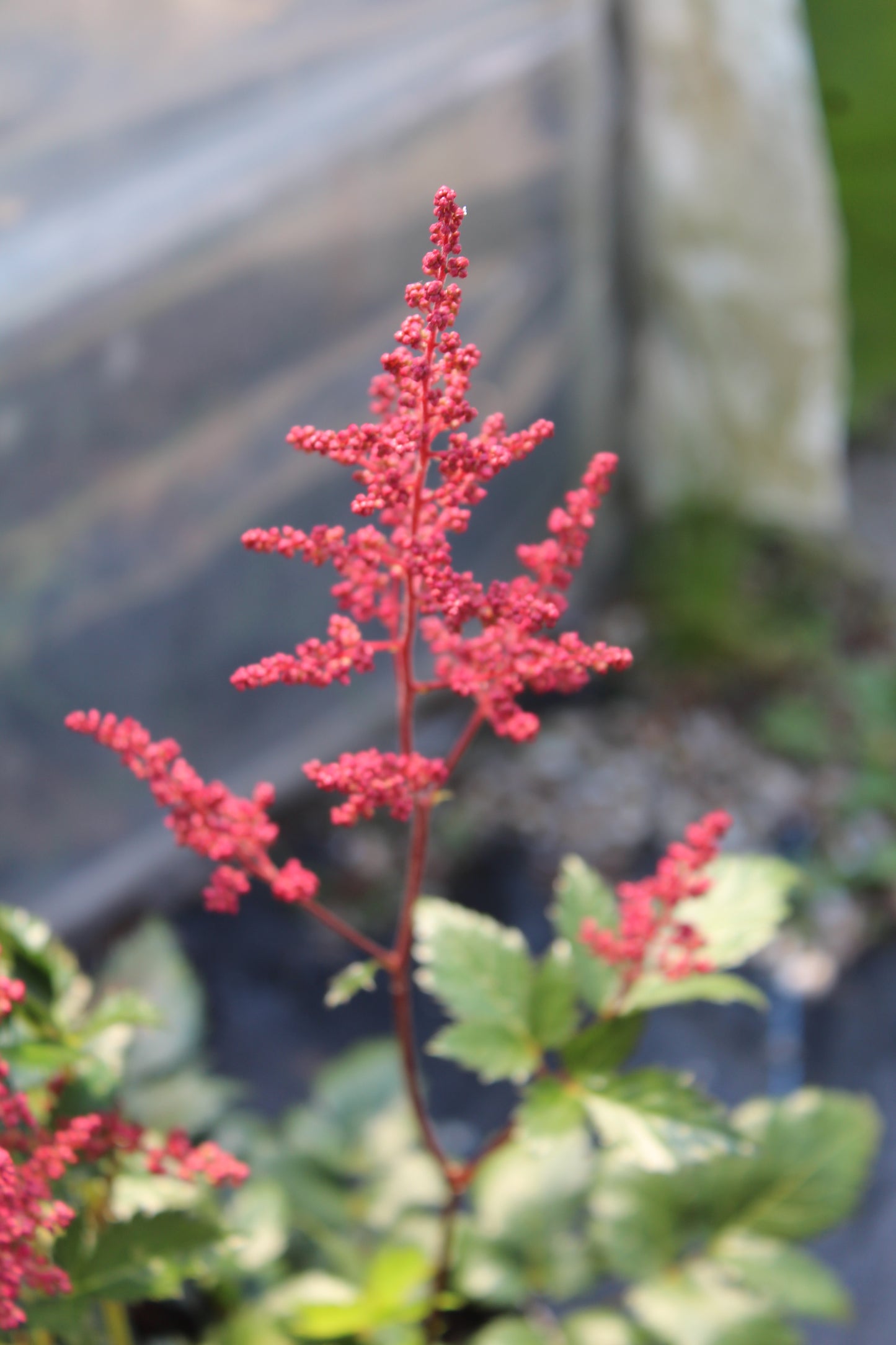 Astilbe Montgomery 1g