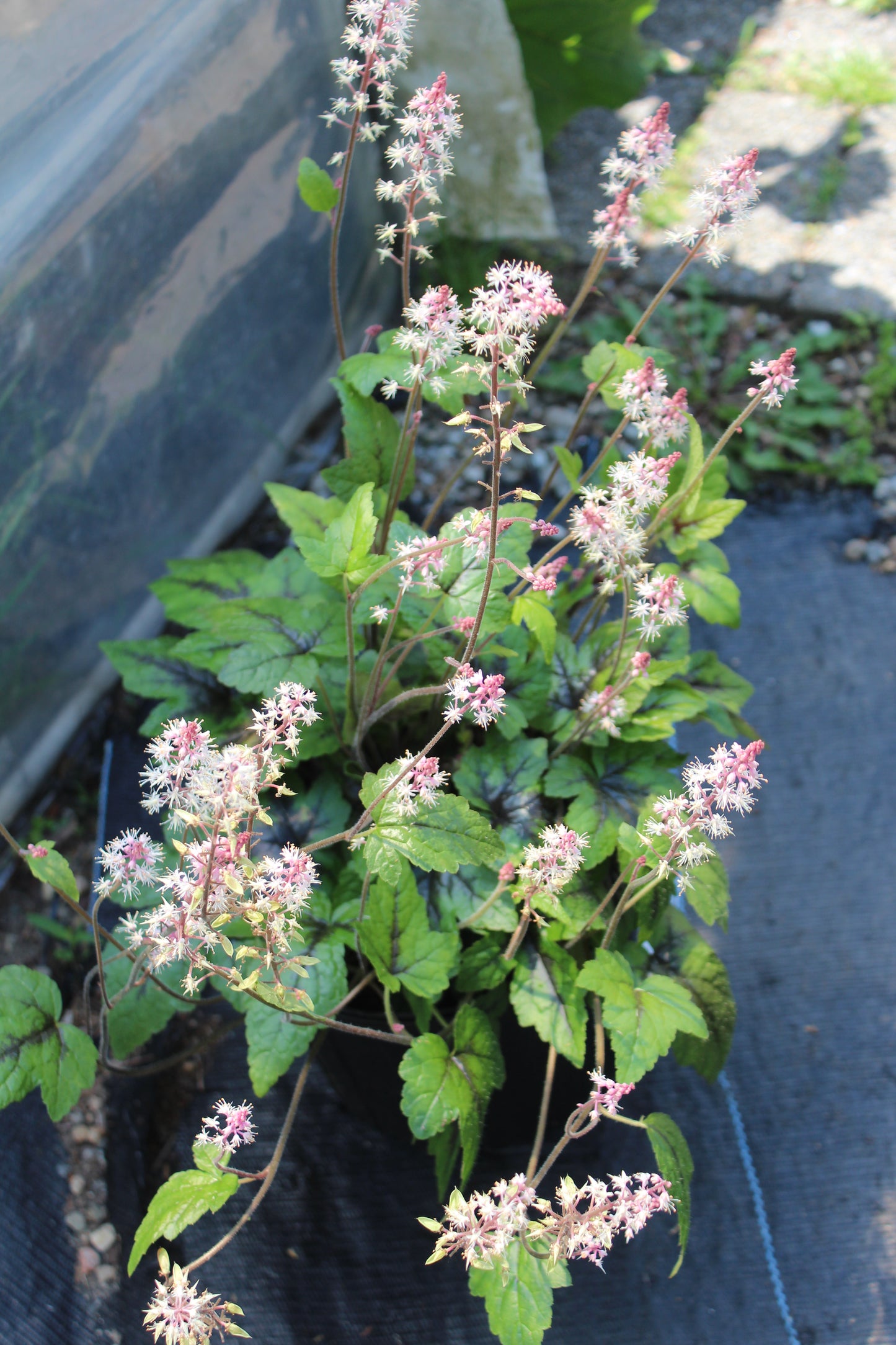 Tiarella Sugar & Spice 1g – Bosco's Garden Center