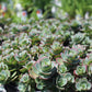 SEDUM Lime Zinger 1g