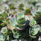 SEDUM Lime Zinger 1g