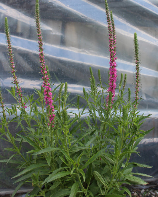 Veronica spicata Red Fox 1g