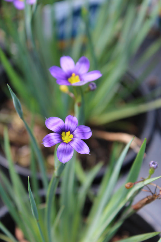 Sisyrinchium bermudianum quart