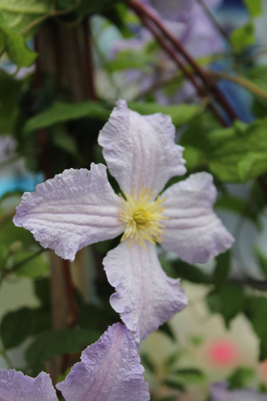 CLEMATIS Blue Angel 1g