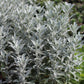 ARTEMISIA Garden Ghost 1g