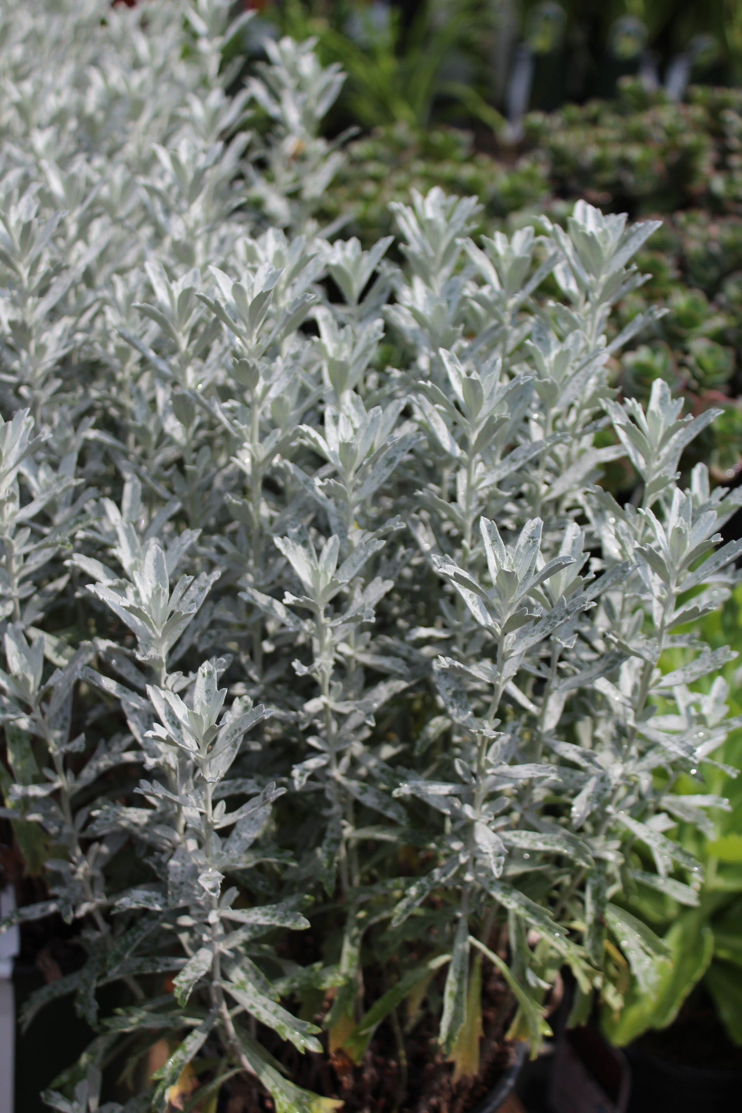 ARTEMISIA Garden Ghost 1g