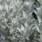 ARTEMISIA Garden Ghost 1g