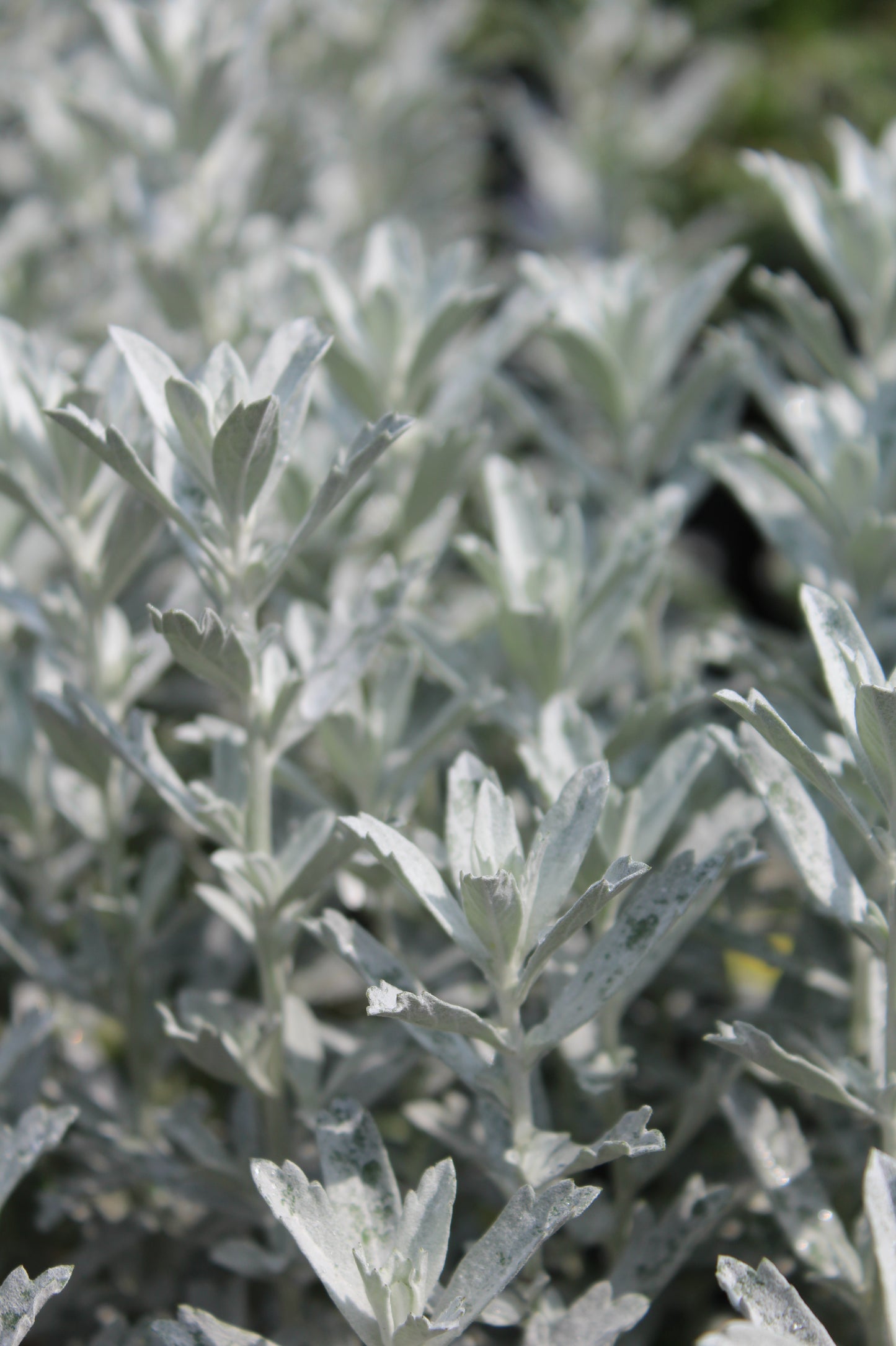 ARTEMISIA Garden Ghost 1g