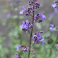 NEPETA Junior Walker 1g