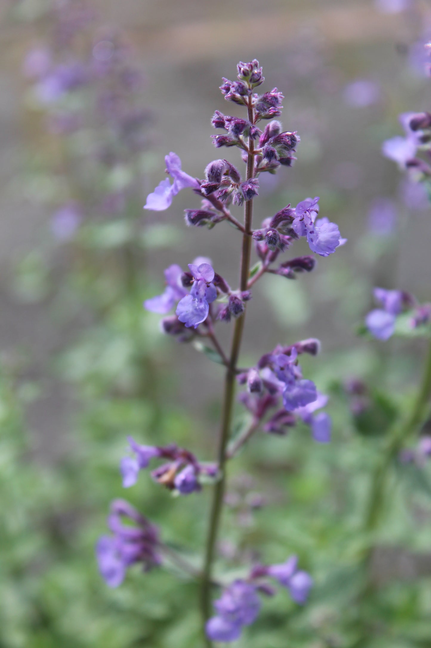 NEPETA Junior Walker 1g