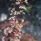 Heuchera Palace Purple 1g