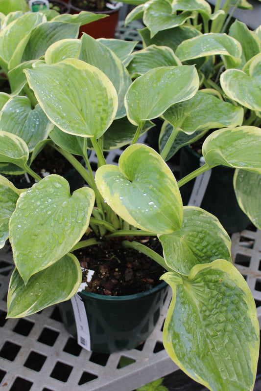 HOSTA sieboldiana Northern Exposure 2g
