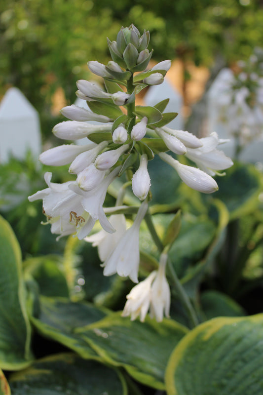 Hosta Frances Williams 1g