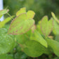 EPIMEDIUM versicolor Sulphureum 1g