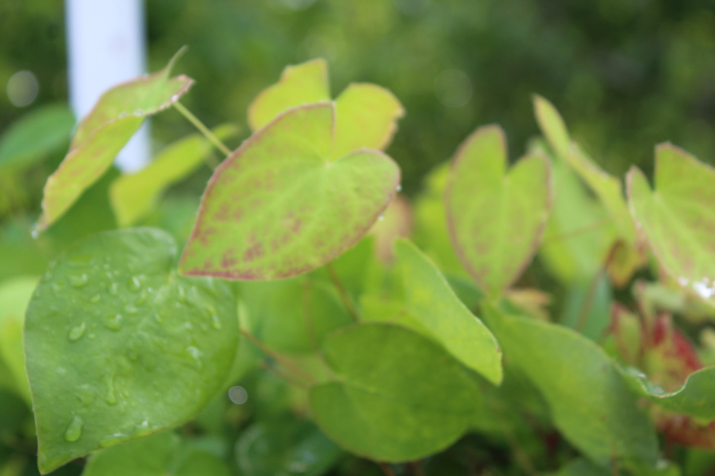 EPIMEDIUM versicolor Sulphureum 1g
