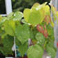 EPIMEDIUM versicolor Sulphureum 1g