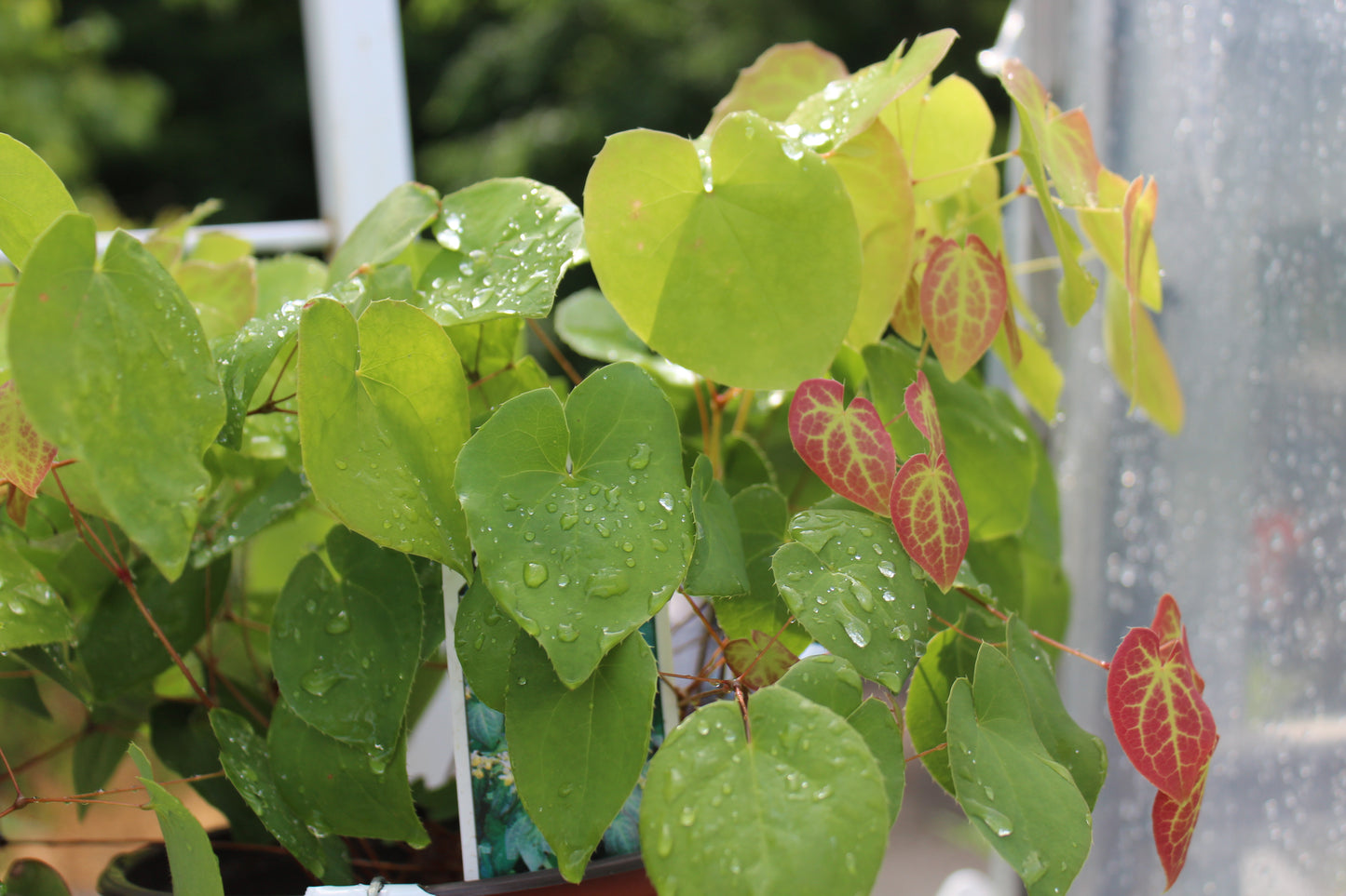 EPIMEDIUM versicolor Sulphureum 1g