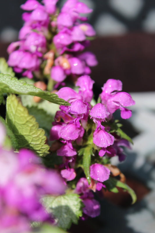 Lamium Pink Pewter quart