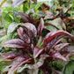 Penstemon Huskers Red