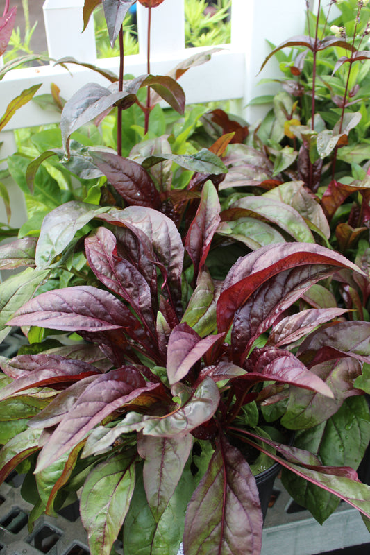 Penstemon Huskers Red