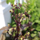 Penstemon Huskers Red