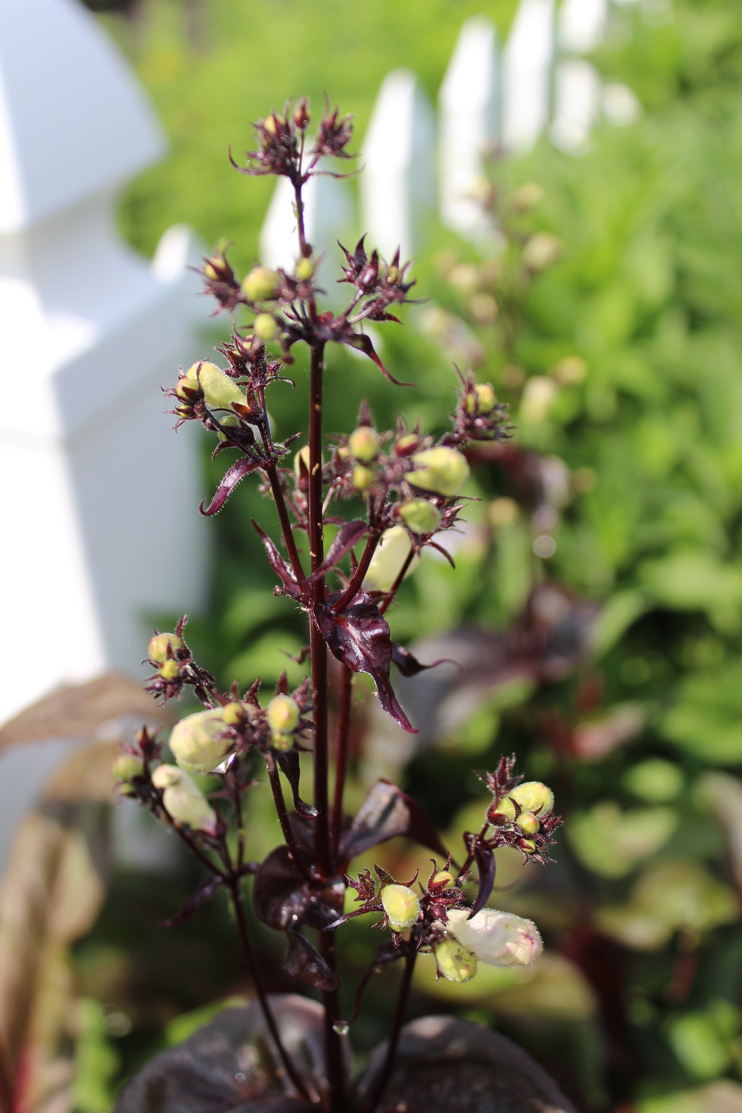 Penstemon Huskers Red