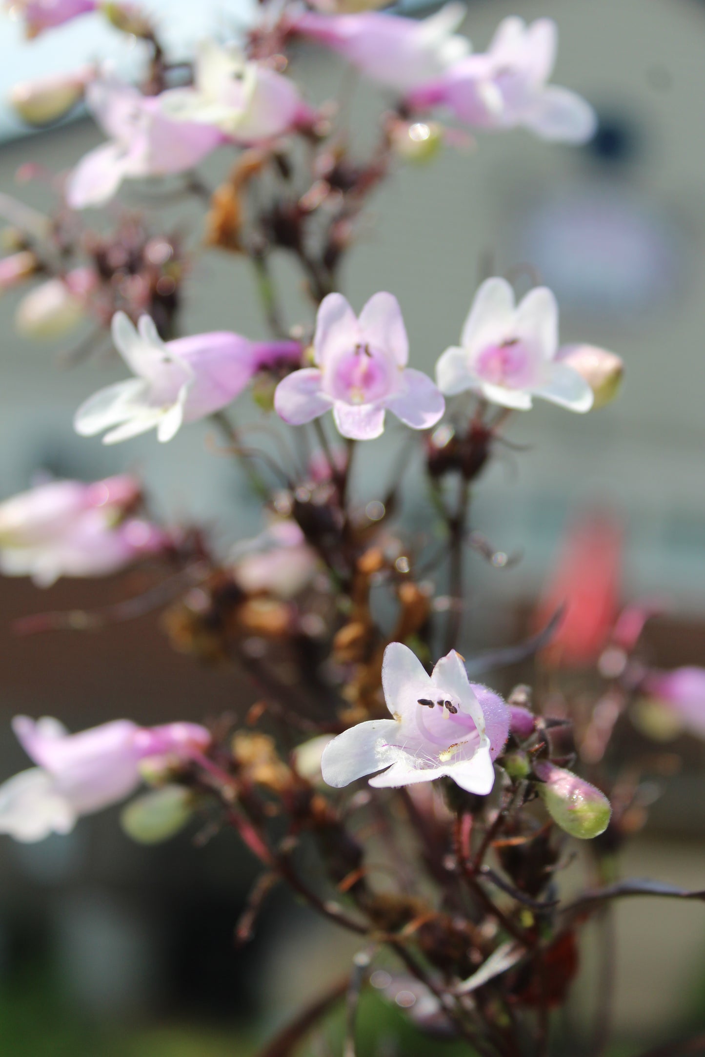 Penstemon Huskers Red