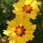 Coreopsis Sterntaler 1g