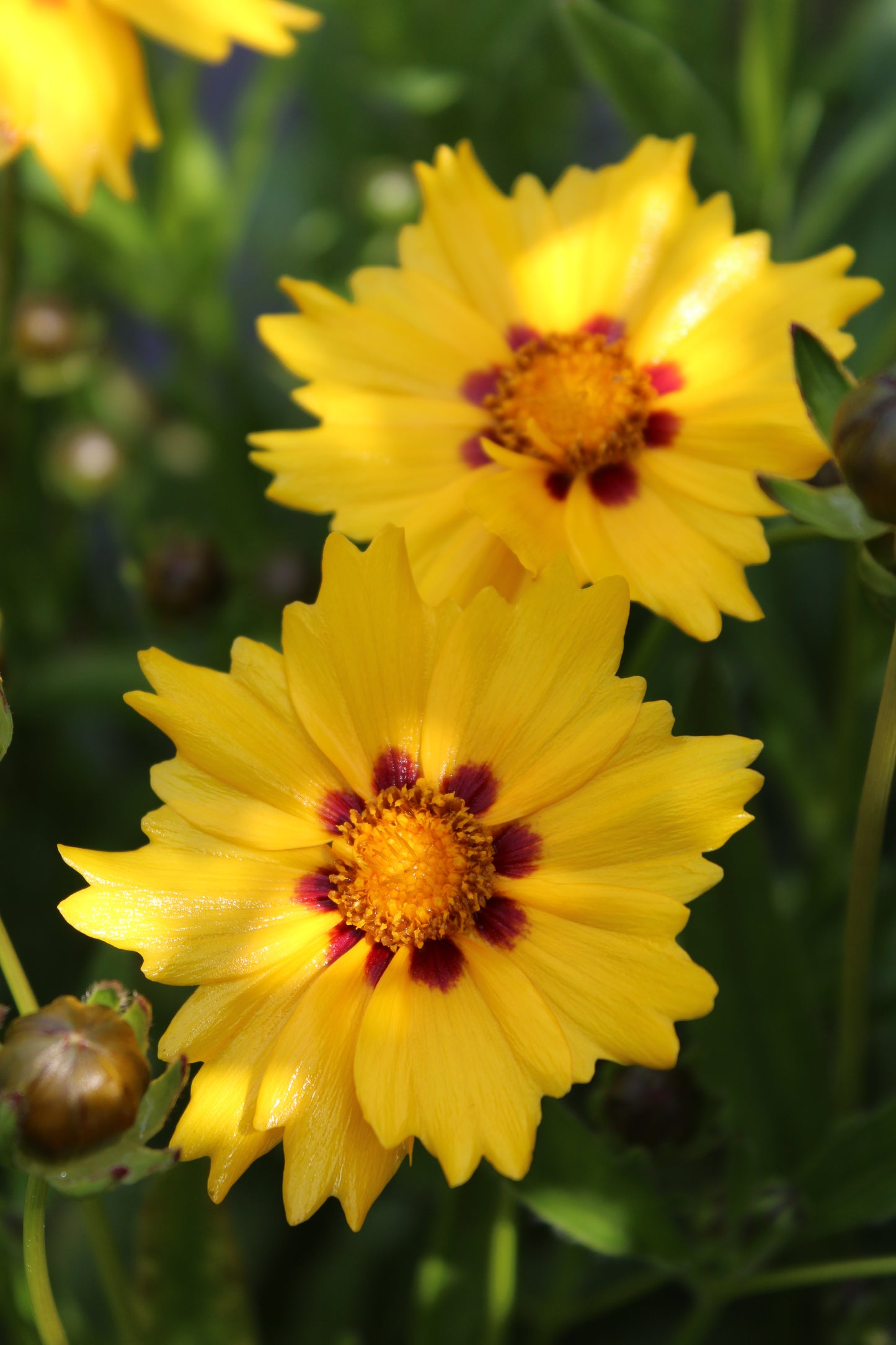 Coreopsis Sterntaler 1g