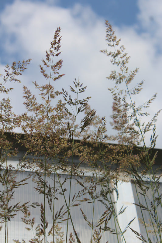 Calamagrotis Karl Foerster 2g