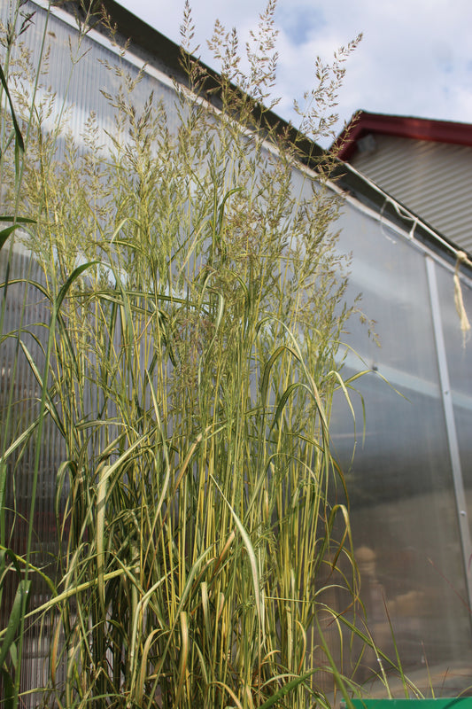 Calamagrostis Eldorado 1g