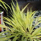 Hakonechloa m. Aureola grass 4"