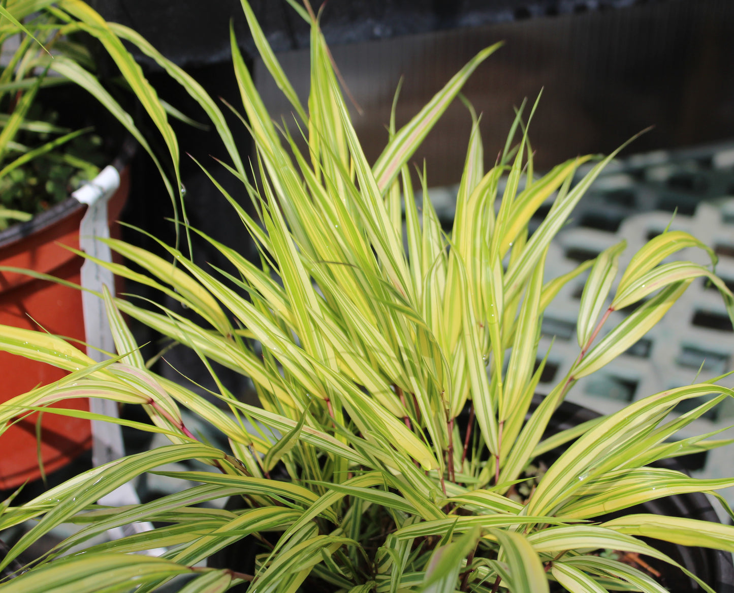 Hakonechloa m. Aureola grass 4"